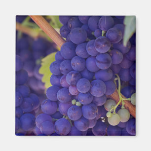 Big Bunch of Juicy Lila Grapes Magnet