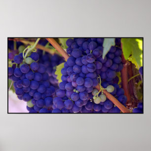Big Bunch of Juicy Lila Grapes Poster