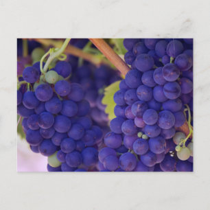 Big Bunch of Juicy Lila Grapes Vykort