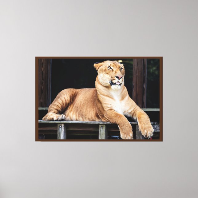 Big Cat Canvastryck (Framsida)