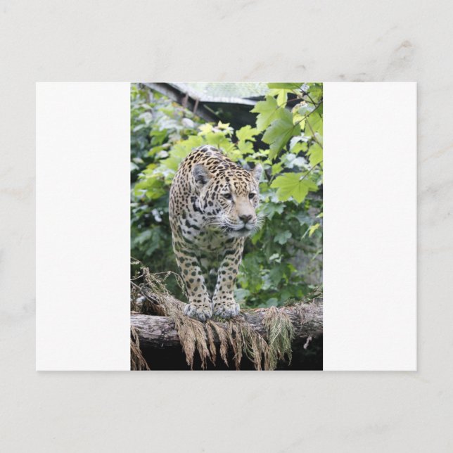 Big Cat Jaguar Vykort (Framsida)