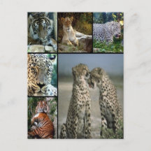 Big Cat-kollage