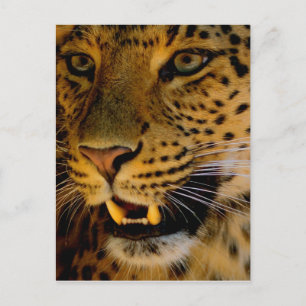 Big Cat Macro Vykort