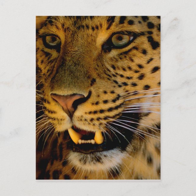 Big Cat Macro Vykort (Framsida)