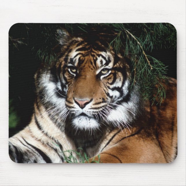 Big Cat Mouse Pad Musmatta (Framsidan)