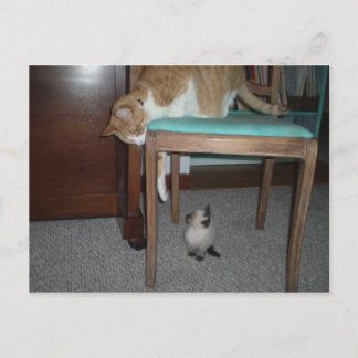 Big Cat Sees Little Kitten Postcard Vykort