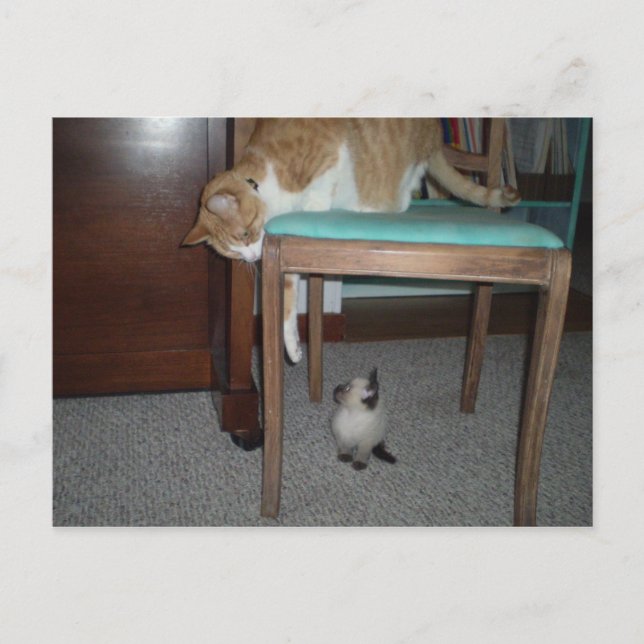 Big Cat Sees Little Kitten Postcard Vykort (Framsida)