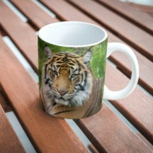 Big Cat Sumatran Tiger Photo