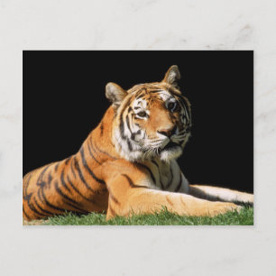 Big Cats - 1 Vykort