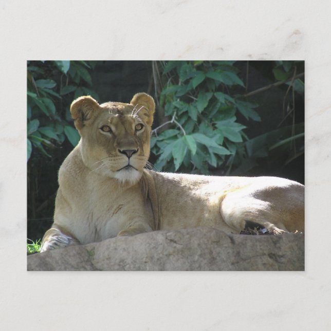 Big Cats - 2 Vykort (Framsida)