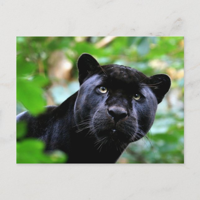 Big Cats - 4 Vykort (Framsida)