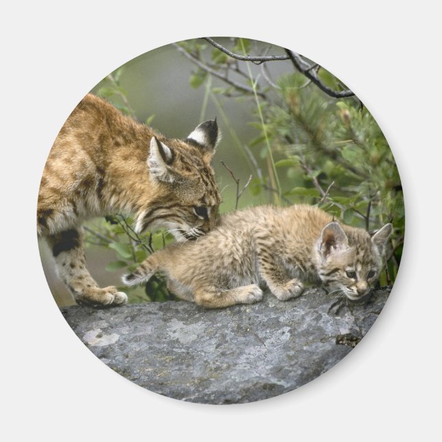 Big Cats - 9 Magnet (Framsidan)