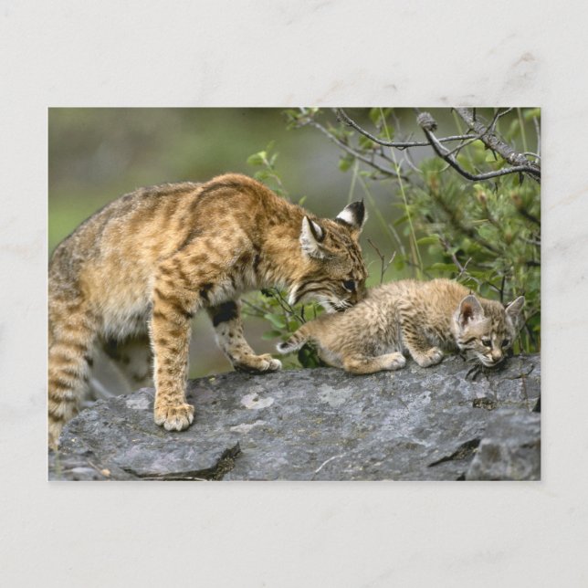 Big Cats - 9 Vykort (Framsida)