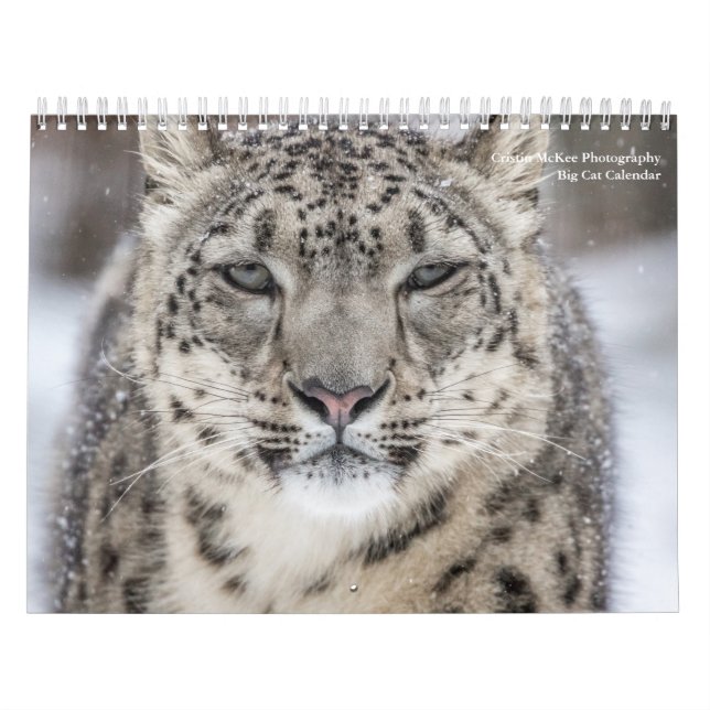 Big Cats-kalender Kalender (Omslag)