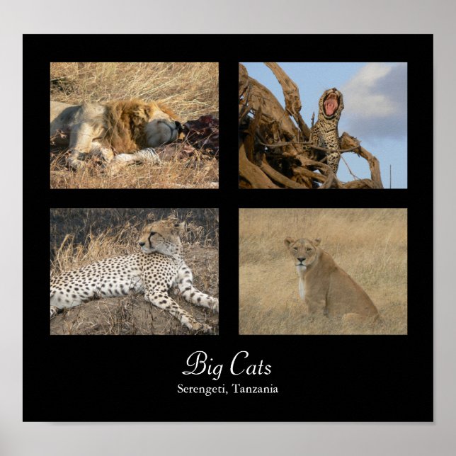 Big Cats - Serengeti, Tanzania Poster (Framsidan)