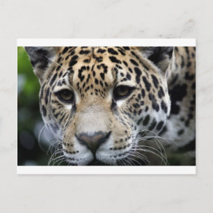 Big Cats Vykort