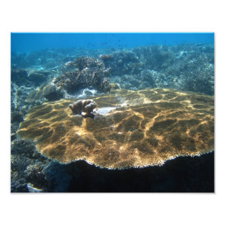 Big Corral Fototryck