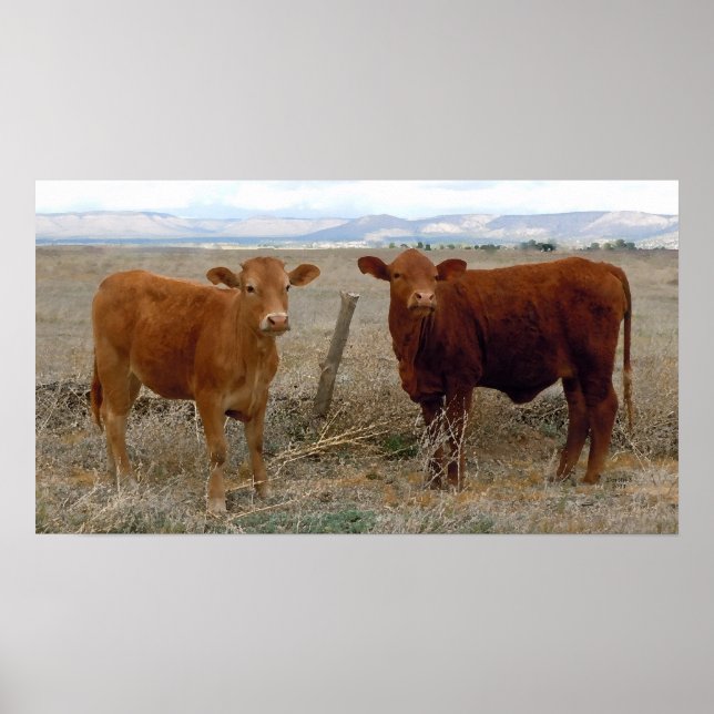Big Cow Ögon - Red Cattle - Western Poster (Framsidan)