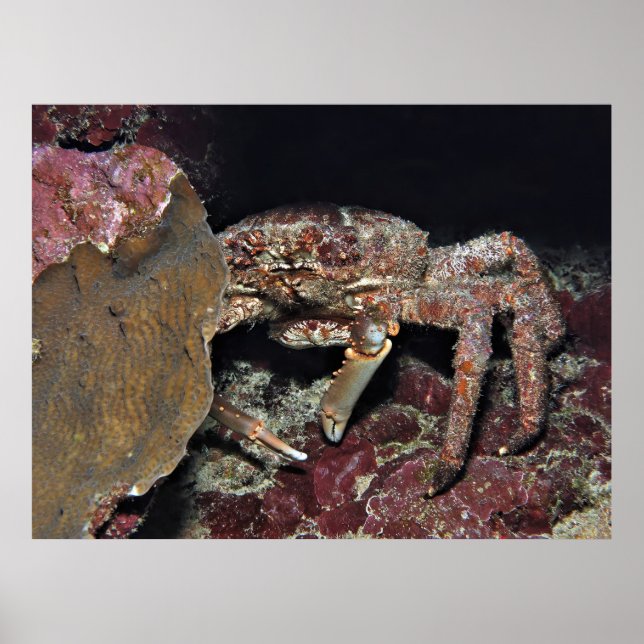 Big Crab Poster (Framsidan)