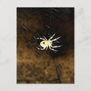Big Creepy Spider på Webben Vykort