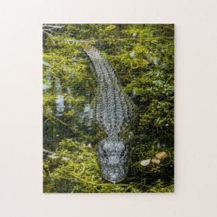 Big Crokodile Swimming i Swamp Vatten Pussel