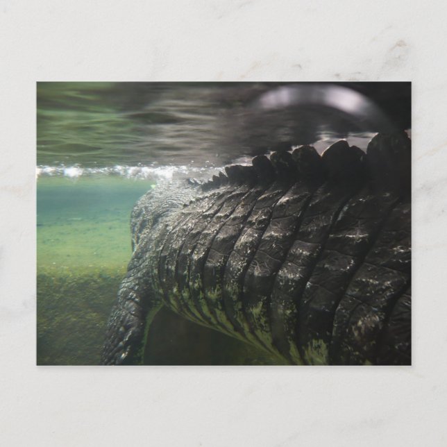 Big Crokodile Vykort (Framsida)