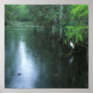 Big Cypress National Preserve Spring Rain Poster