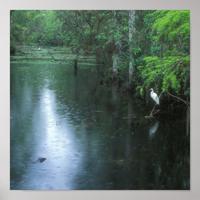 Big Cypress National Preserve Spring Rain Poster (Framsidan)