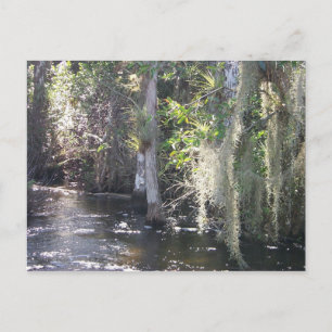 Big Cypress Vykort