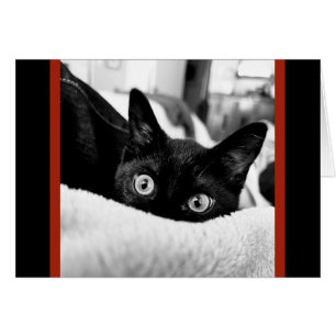Big Eyed Kattunge, Blank Note-kort Hälsningskort