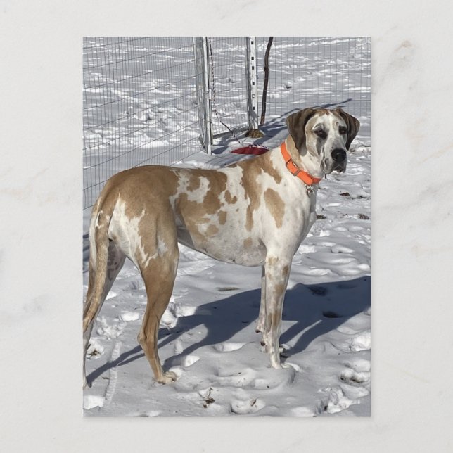 Big Fawnequin Great dane hund Ledsen ögon Clown an Helg Vykort (Framsida)