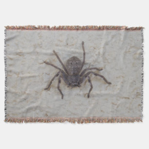 Big Female Huntsman Spider Mysfilt