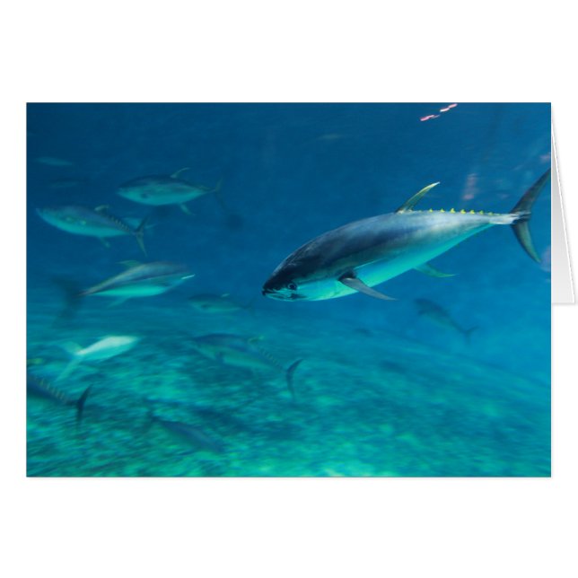 Big Fish Hälsningskort (Framsidan Horizontal)