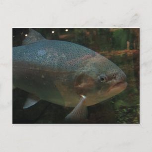 Big Fish Vykort