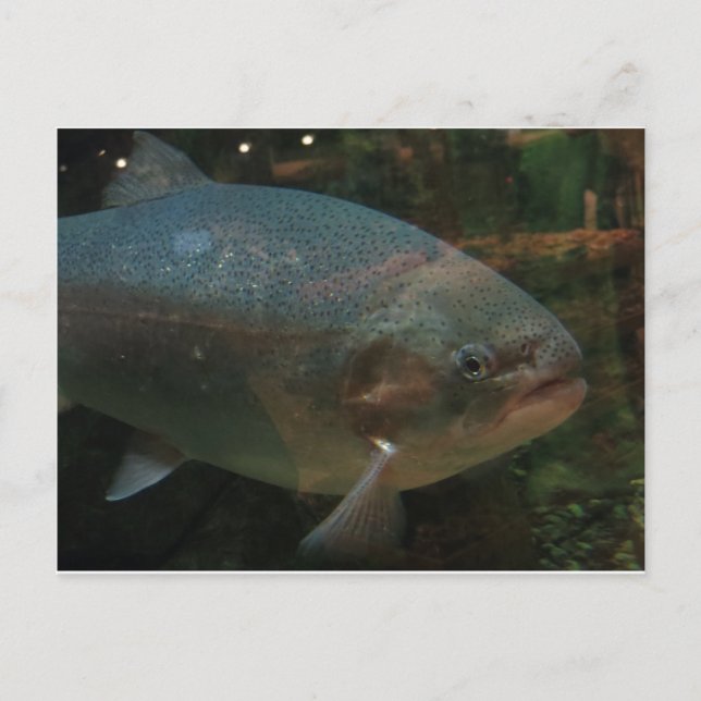 Big Fish Vykort (Framsida)