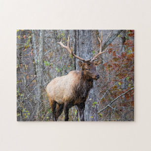 Big Game Hunter - Bull Elk - 11 x 14 tum Pussel