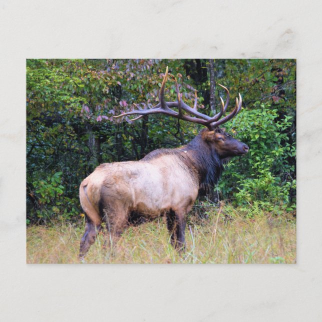 Big Game Hunter - Bull Elk - Vykort (Framsida)