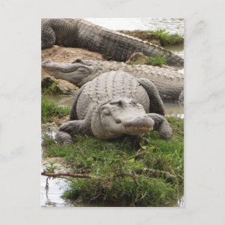 Big Gator Vykort