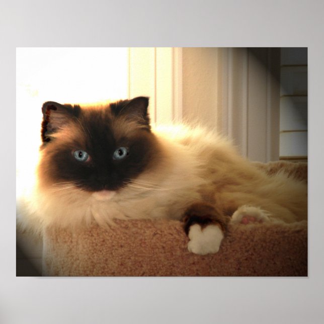 Big Giant Ragdoll Cat Poster (Framsidan)