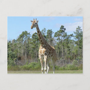 Big Giraffe vid Zoo Vykort