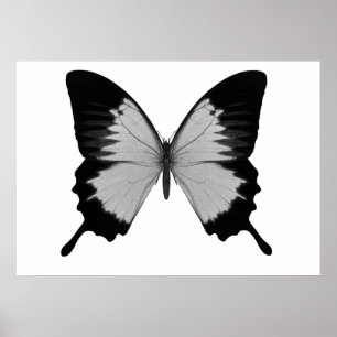 Big Grått och Black Butterfly Poster