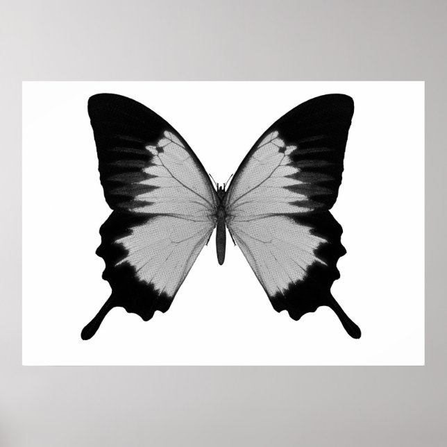 Big Grått och Black Butterfly Poster (Framsidan)