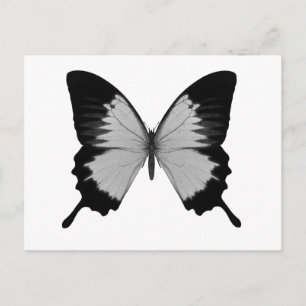 Big Grått och Black Butterfly Vykort