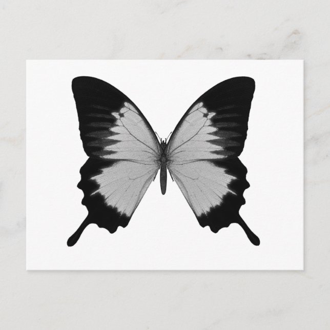 Big Grått och Black Butterfly Vykort (Framsida)