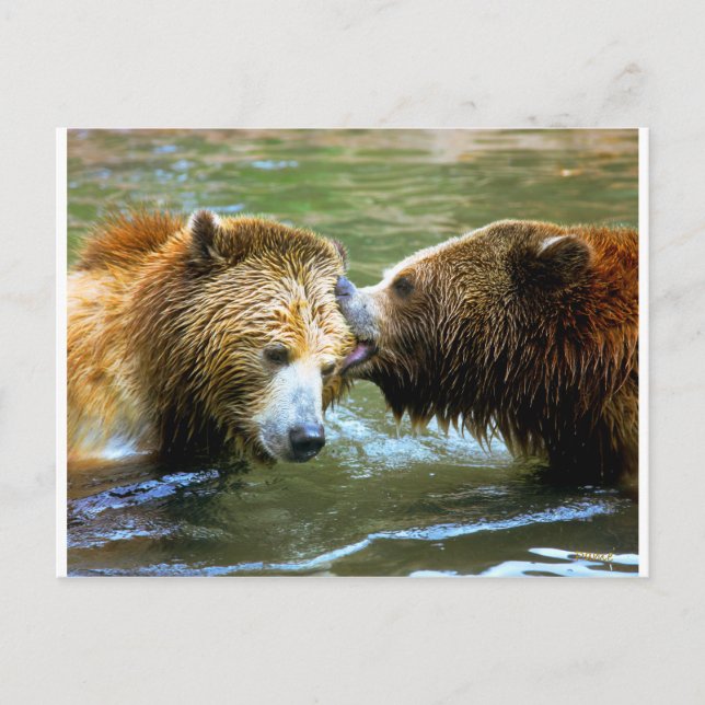 Big Grizzly Bear Kiss Vykort (Framsida)