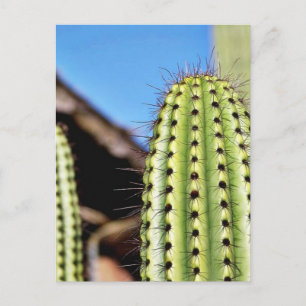 Big Grönt Cactus Vykort