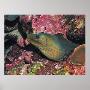 Big Grönt Moray Poster