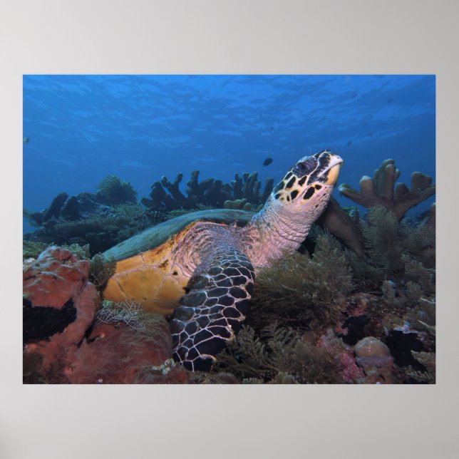 Big Hawksbill of Amed Poster (Framsidan)