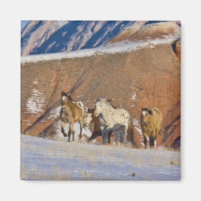 Big Horn-bergen, hästar springande Magnet (Framsidan)
