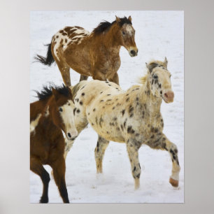 Big Horn-bergen, Hästar springer i snön Poster
